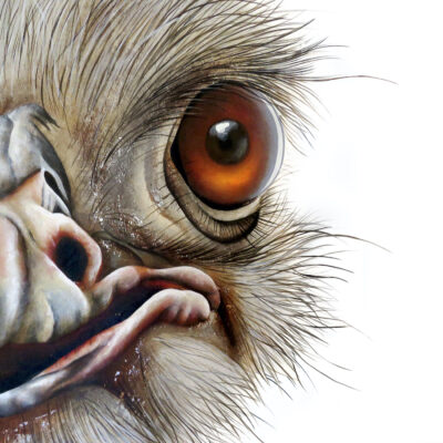 Ostrich Portrait